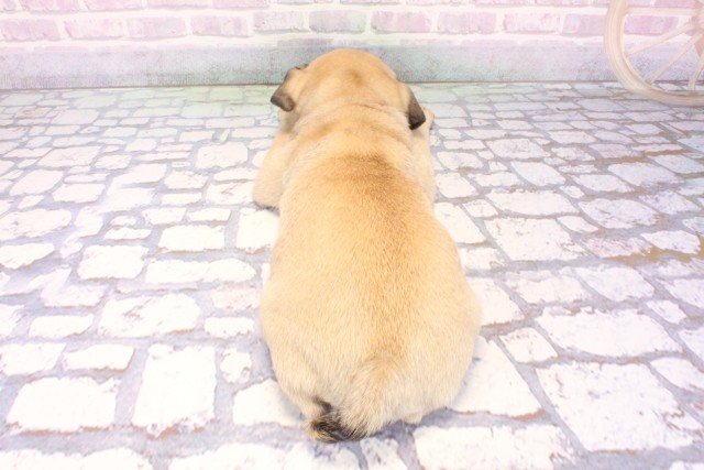 京都府のパグ (Coo&RIKU京都河原町店/2025年12月11日生まれ/女の子/フォーン)の子犬の4枚目の画像