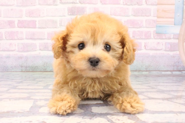 和歌山県のトイプードル(トイ) (Coo&RIKU和歌山店/2025年12月9日生まれ/男の子/オレンジフォーン)の子犬の1枚目の画像