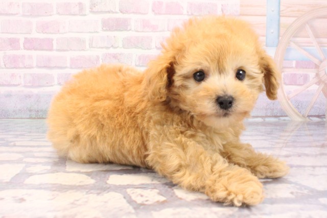 和歌山県のトイプードル(トイ) (Coo&RIKU和歌山店/2025年12月9日生まれ/男の子/オレンジフォーン)の子犬の2枚目の画像