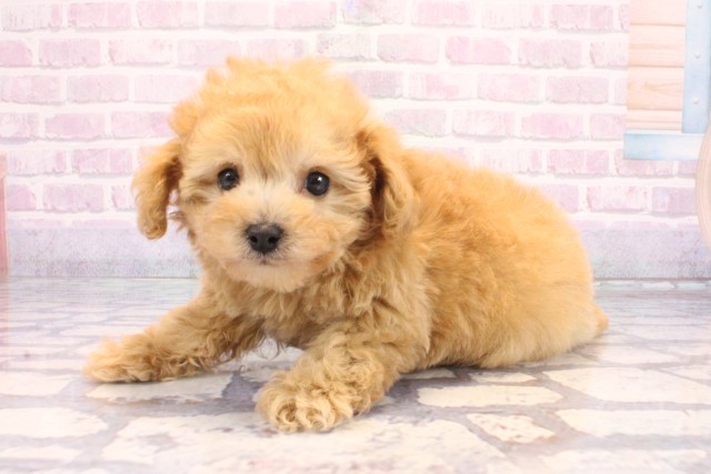 和歌山県のトイプードル(トイ) (Coo&RIKU和歌山店/2025年12月9日生まれ/男の子/オレンジフォーン)の子犬の3枚目の画像