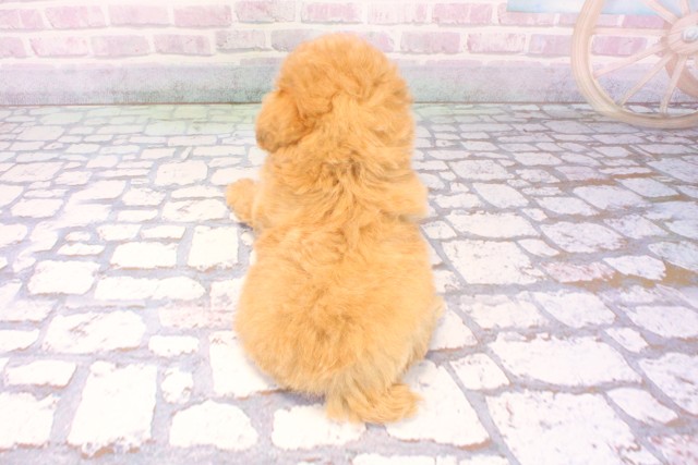 和歌山県のトイプードル(トイ) (Coo&RIKU和歌山店/2025年12月9日生まれ/男の子/オレンジフォーン)の子犬の4枚目の画像