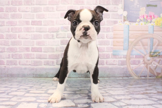 滋賀県のボストンテリア (Coo&RIKU滋賀草津店/2025年12月10日生まれ/女の子/ボストンカラー)の子犬