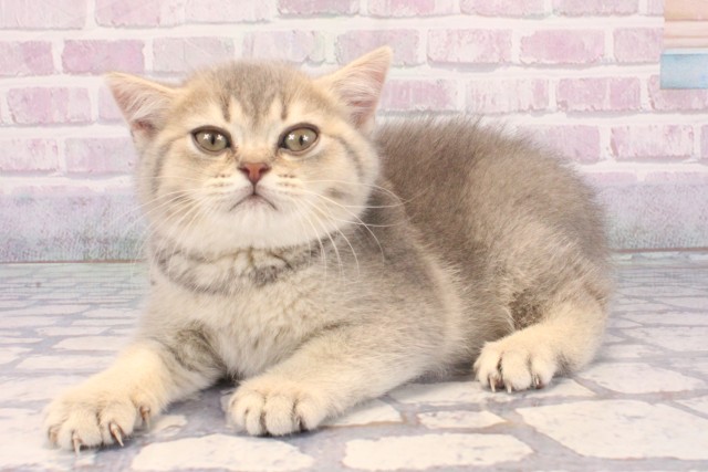 京都府のブリティッシュショートヘアー (Coo&RIKU京都河原町店/2025年12月11日生まれ/女の子/ブルータビー)の子猫の3枚目の画像