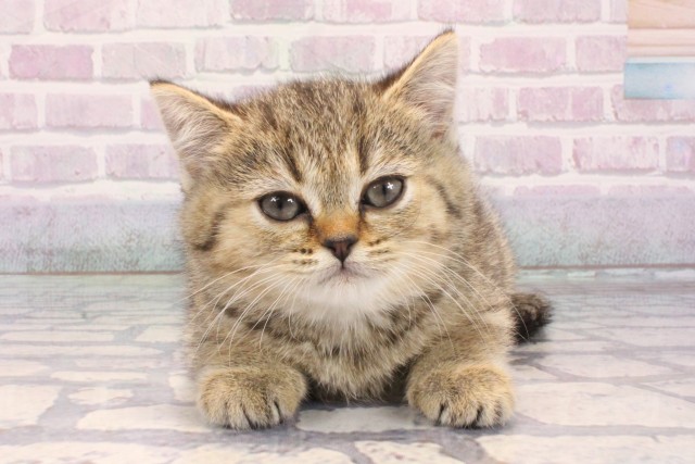 大阪府のブリティッシュショートヘアー (Coo&RIKU茶屋町店/2025年12月11日生まれ/女の子/ブラウンマッカレルタビー)の子猫の1枚目の画像
