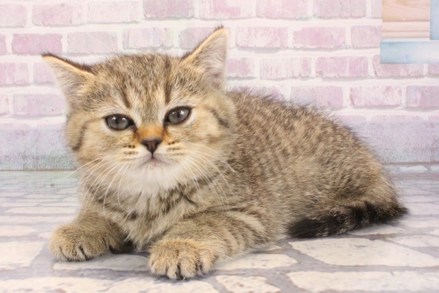 大阪府のブリティッシュショートヘアー (Coo&RIKU茶屋町店/2025年12月11日生まれ/女の子/ブラウンマッカレルタビー)の子猫の3枚目の画像