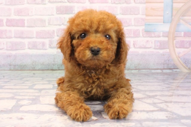 奈良県のトイプードル(トイ) (Coo&RIKU奈良富雄南店/2025年12月7日生まれ/女の子/レッドフォーン)の子犬の1枚目の画像