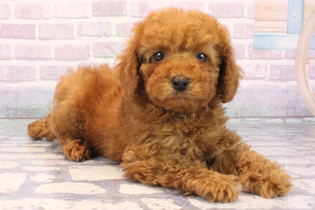 奈良県のトイプードル(トイ) (Coo&RIKU奈良富雄南店/2025年12月7日生まれ/女の子/レッドフォーン)の子犬の2枚目の画像