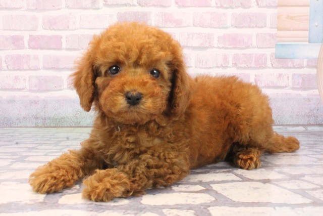 奈良県のトイプードル(トイ) (Coo&RIKU奈良富雄南店/2025年12月7日生まれ/女の子/レッドフォーン)の子犬の3枚目の画像