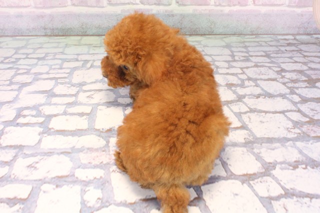 奈良県のトイプードル(トイ) (Coo&RIKU奈良富雄南店/2025年12月7日生まれ/女の子/レッドフォーン)の子犬の4枚目の画像