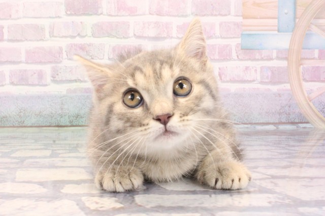 大阪府のマンチカン (Coo&RIKU梅田店/2025年12月6日生まれ/女の子/ブルータビー)の子猫の1枚目の画像