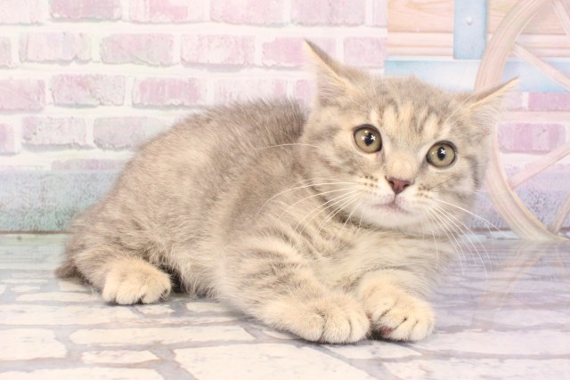 大阪府のマンチカン (Coo&RIKU梅田店/2025年12月6日生まれ/女の子/ブルータビー)の子猫の2枚目の画像