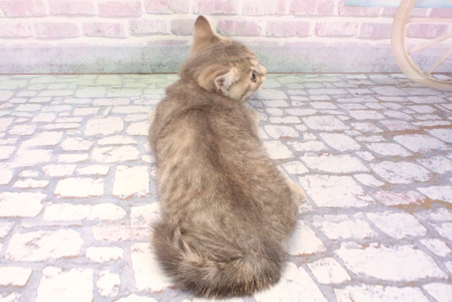 大阪府のマンチカン (Coo&RIKU梅田店/2025年12月6日生まれ/女の子/ブルータビー)の子猫の4枚目の画像