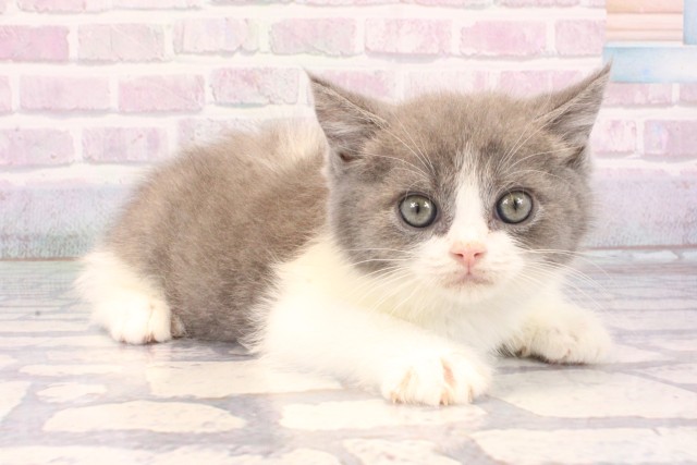 京都府のブリティッシュショートヘアー (Coo&RIKU京都店/2025年12月11日生まれ/男の子/ブルーホワイト)の子猫の2枚目の画像