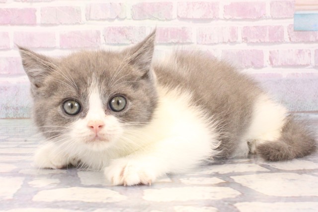 京都府のブリティッシュショートヘアー (Coo&RIKU京都店/2025年12月11日生まれ/男の子/ブルーホワイト)の子猫の3枚目の画像
