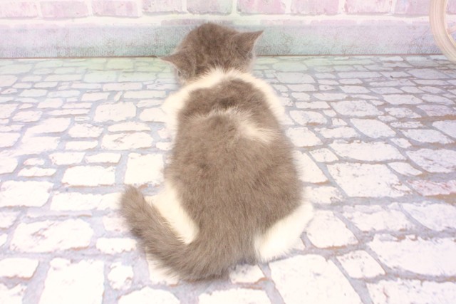 京都府のブリティッシュショートヘアー (Coo&RIKU京都店/2025年12月11日生まれ/男の子/ブルーホワイト)の子猫の4枚目の画像