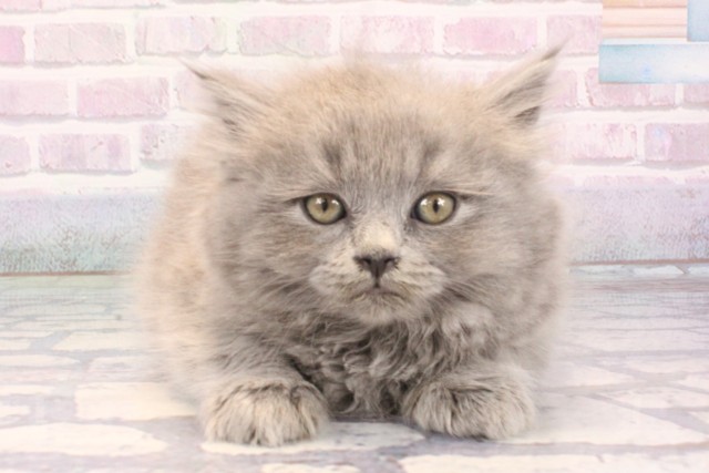 大阪府のブリティッシュロングヘアー (Coo&RIKU枚方店/2025年12月11日生まれ/女の子/ブルー)の子猫の1枚目の画像