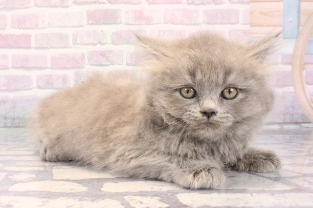 大阪府のブリティッシュロングヘアー (Coo&RIKU枚方店/2025年12月11日生まれ/女の子/ブルー)の子猫の2枚目の画像