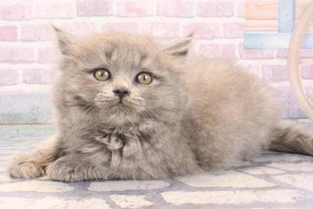 大阪府のブリティッシュロングヘアー (Coo&RIKU枚方店/2025年12月11日生まれ/女の子/ブルー)の子猫の3枚目の画像