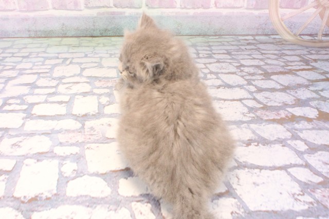 大阪府のブリティッシュロングヘアー (Coo&RIKU枚方店/2025年12月11日生まれ/女の子/ブルー)の子猫の4枚目の画像