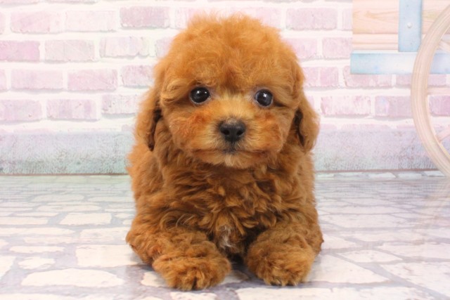 大阪府のトイプードル(トイ) (Coo&RIKU東大阪店/2025年12月7日生まれ/男の子/レッドフォーン)の子犬の1枚目の画像