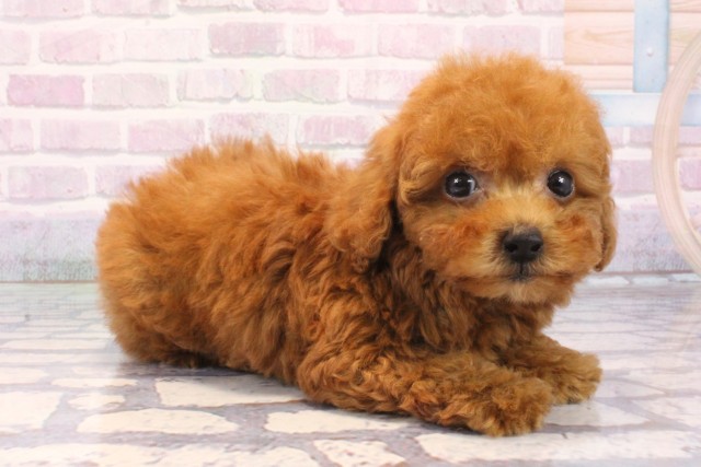 大阪府のトイプードル(トイ) (Coo&RIKU東大阪店/2025年12月7日生まれ/男の子/レッドフォーン)の子犬の2枚目の画像