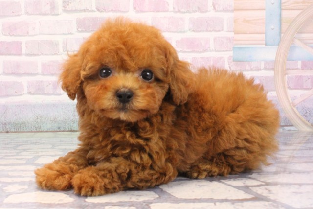 大阪府のトイプードル(トイ) (Coo&RIKU東大阪店/2025年12月7日生まれ/男の子/レッドフォーン)の子犬の3枚目の画像