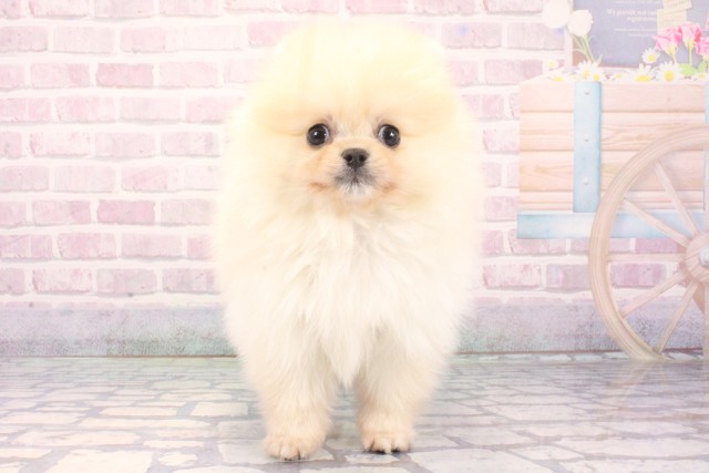 兵庫県のポメラニアン (Coo&RIKU明石店/2025年12月9日生まれ/男の子/クリーム)の子犬の1枚目の画像