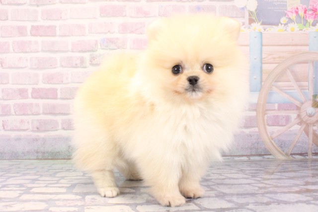 兵庫県のポメラニアン (Coo&RIKU明石店/2025年12月9日生まれ/男の子/クリーム)の子犬の2枚目の画像