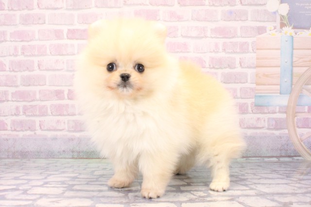 兵庫県のポメラニアン (Coo&RIKU明石店/2025年12月9日生まれ/男の子/クリーム)の子犬の3枚目の画像