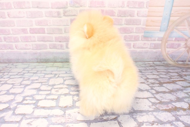 兵庫県のポメラニアン (Coo&RIKU明石店/2025年12月9日生まれ/男の子/クリーム)の子犬の4枚目の画像