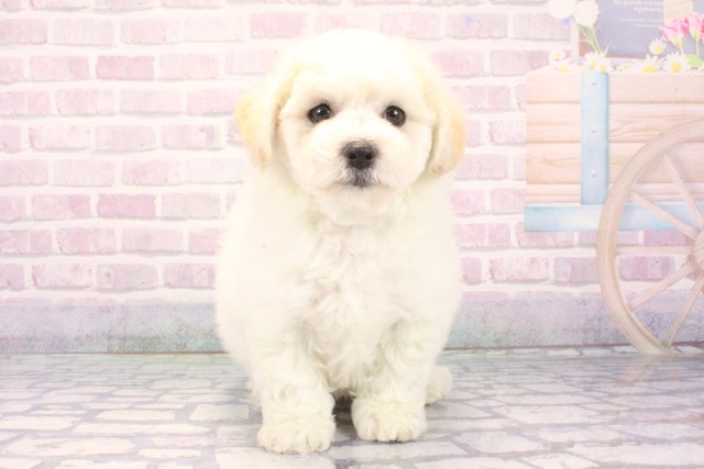 大阪府のビションフリーゼ (Coo&RIKU枚方店/2025年12月8日生まれ/男の子/ホワイト)の子犬の1枚目の画像