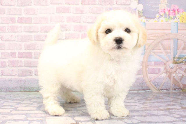 大阪府のビションフリーゼ (Coo&RIKU枚方店/2025年12月8日生まれ/男の子/ホワイト)の子犬の2枚目の画像