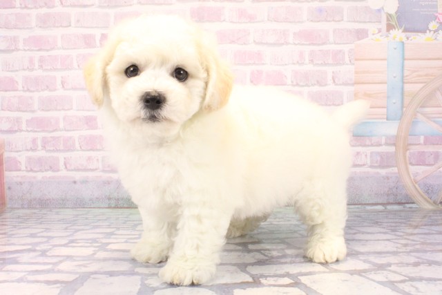 大阪府のビションフリーゼ (Coo&RIKU枚方店/2025年12月8日生まれ/男の子/ホワイト)の子犬の3枚目の画像