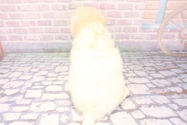 大阪府のビションフリーゼ (Coo&RIKU枚方店/2025年12月8日生まれ/男の子/ホワイト)の子犬の4枚目の画像