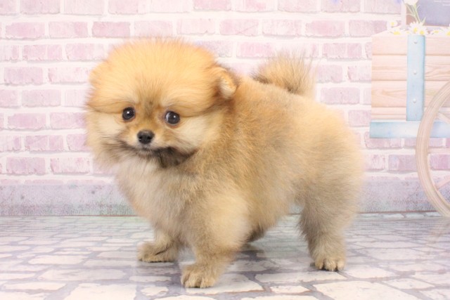 京都府のポメラニアン (Coo&RIKU京都河原町店/2025年12月5日生まれ/男の子/オレンジ)の子犬の3枚目の画像
