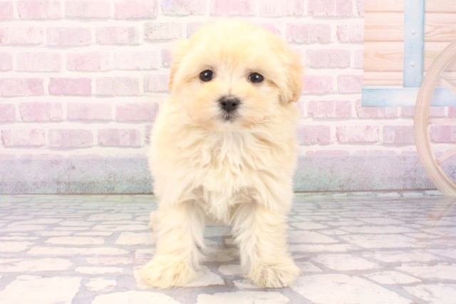 大阪府のマルプー(マルチーズ×プードル) (Coo&RIKU和泉店/2025年12月10日生まれ/女の子/クリーム)の子犬の1枚目の画像