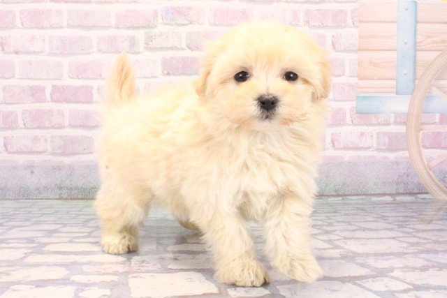 大阪府のマルプー(マルチーズ×プードル) (Coo&RIKU和泉店/2025年12月10日生まれ/女の子/クリーム)の子犬の2枚目の画像