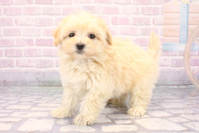 大阪府のマルプー(マルチーズ×プードル) (Coo&RIKU和泉店/2025年12月10日生まれ/女の子/クリーム)の子犬の3枚目の画像