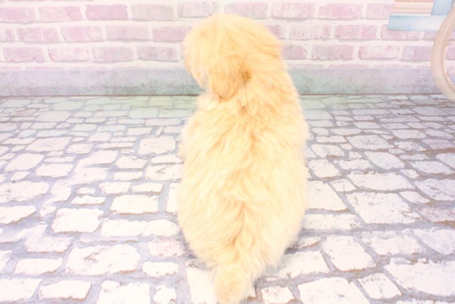 大阪府のマルプー(マルチーズ×プードル) (Coo&RIKU和泉店/2025年12月10日生まれ/女の子/クリーム)の子犬の4枚目の画像