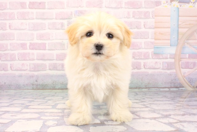 京都府のマルプー(マルチーズ×プードル) (Coo&RIKU京都店/2025年12月10日生まれ/女の子/クリーム)の子犬の1枚目の画像