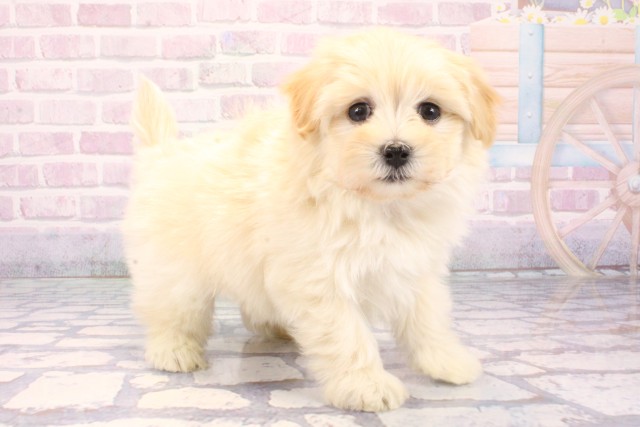 京都府のマルプー(マルチーズ×プードル) (Coo&RIKU京都店/2025年12月10日生まれ/女の子/クリーム)の子犬の2枚目の画像