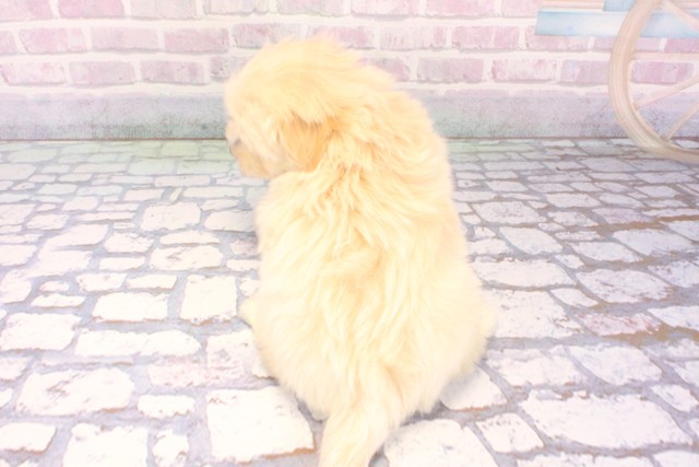 京都府のマルプー(マルチーズ×プードル) (Coo&RIKU京都店/2025年12月10日生まれ/女の子/クリーム)の子犬の4枚目の画像