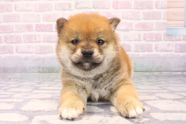 滋賀県の柴犬(標準サイズ) (Coo&RIKU東近江店/2025年12月11日生まれ/女の子/赤)の子犬の1枚目の画像