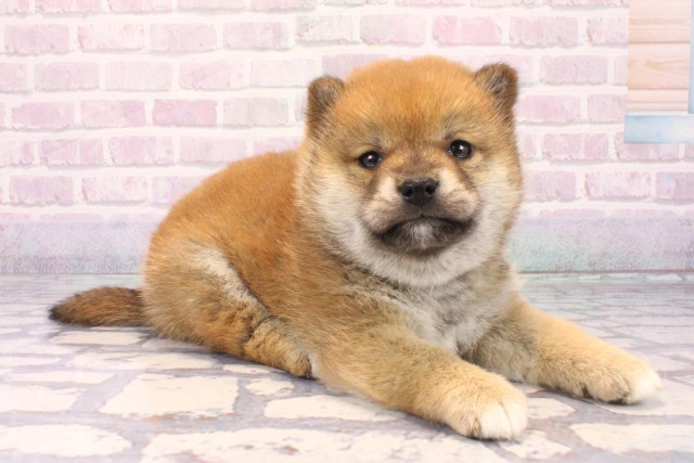 滋賀県の柴犬(標準サイズ) (Coo&RIKU東近江店/2025年12月11日生まれ/女の子/赤)の子犬の2枚目の画像