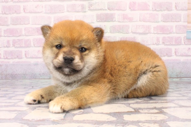 滋賀県の柴犬(標準サイズ) (Coo&RIKU東近江店/2025年12月11日生まれ/女の子/赤)の子犬の3枚目の画像