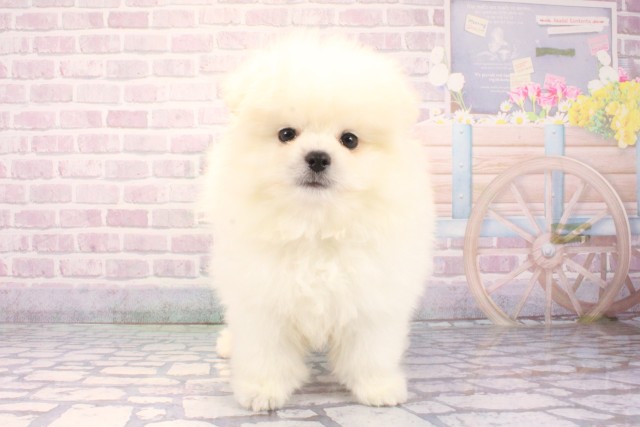 奈良県のポメラニアン (Coo&RIKU奈良富雄南店/2025年12月11日生まれ/男の子/クリーム)の子犬の1枚目の画像