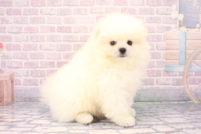 奈良県のポメラニアン (Coo&RIKU奈良富雄南店/2025年12月11日生まれ/男の子/クリーム)の子犬の2枚目の画像