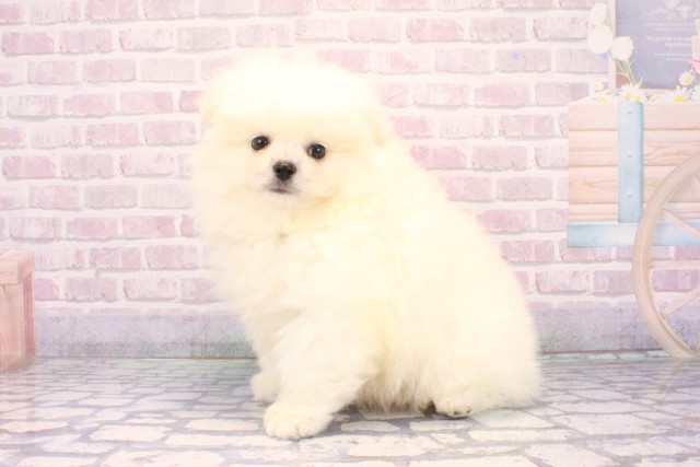 奈良県のポメラニアン (Coo&RIKU奈良富雄南店/2025年12月11日生まれ/男の子/クリーム)の子犬の3枚目の画像