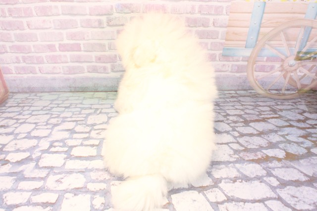 奈良県のポメラニアン (Coo&RIKU奈良富雄南店/2025年12月11日生まれ/男の子/クリーム)の子犬の4枚目の画像