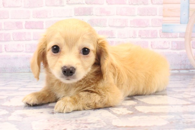 大阪府のチワックス(チワワ×ダックス) (Coo&RIKU松原店/2025年12月10日生まれ/女の子/クリーム)の子犬の3枚目の画像